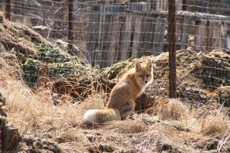 und dieser Fuchs schaut von aussen zu