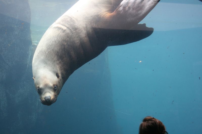 der Seelwe Woody im Alaska SeaLife Center in Seward