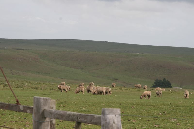 Hgellandschaft im Hinterland von Uruguay