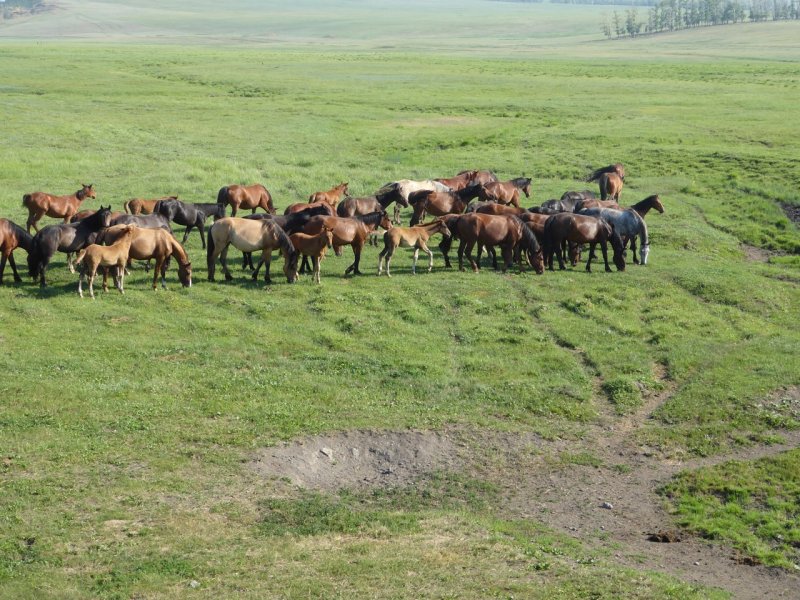 Traumstrasse zum Baikalsee. Wildpferdeherden