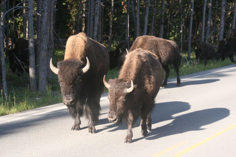 Riesenviecher, diese Bisons. Und schwer und schnell und gefhrlich. Wildlife allerorten, v.a. Bren, Elche und und