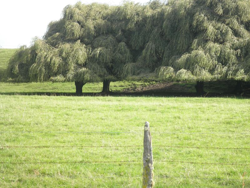 chilenische Idylle: hinter Pucn auf dem Weg zum NP Huerquehue ...