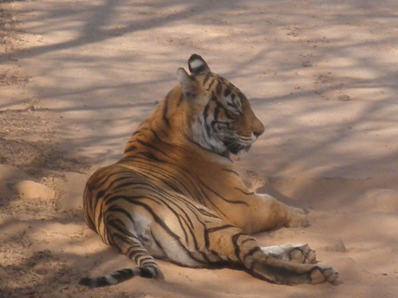 Tiger Lady, da liegt sie. Tiger life im RANTHAMBORE NP.