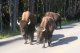 Riesenviecher, diese Bisons. Und schwer und schnell und gefhrlich. Wildlife allerorten, v.a. Bren, Elche und und