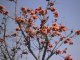 Blten des indischen flame-tree